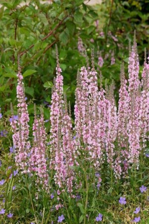 ПЛАКУН верболистий Pink Blush